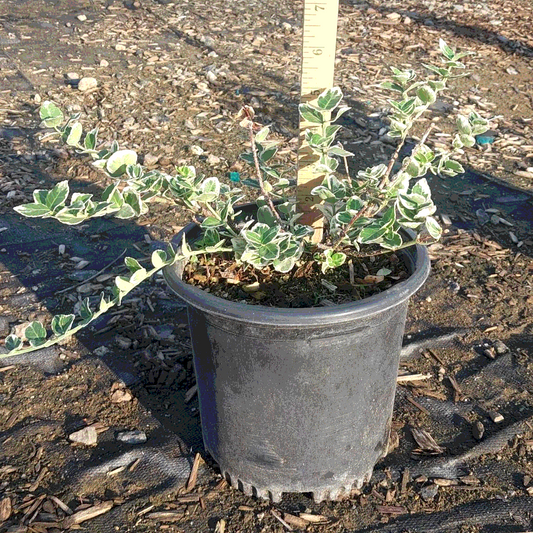 Euonymus 'Emerald Wintercreeper' - 1 Gallon - #32277