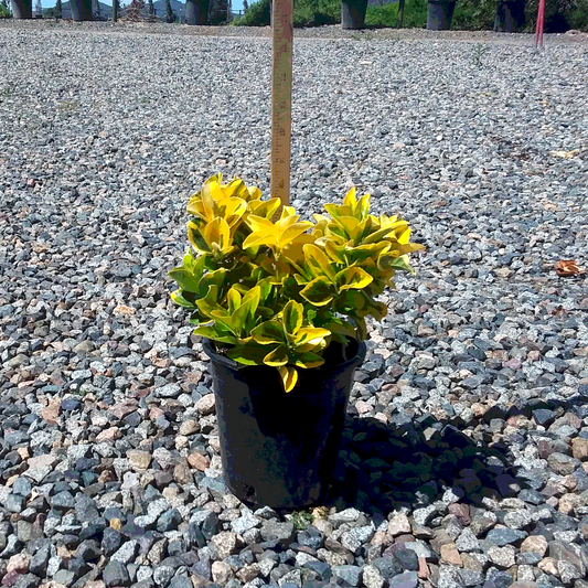 Arizona Golden Euonymus - 1 Gallon - #3594