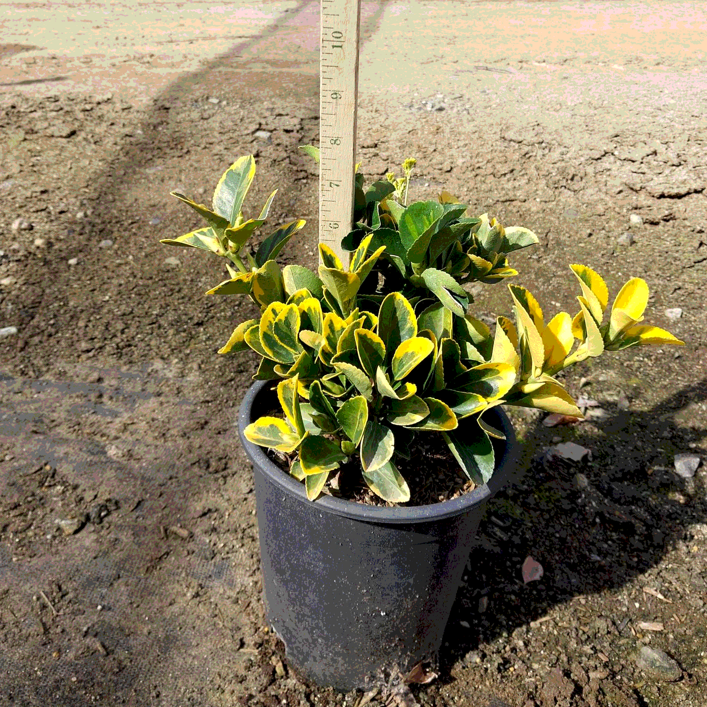 Gold Spot Euonymus - 1 Gallon - #6816