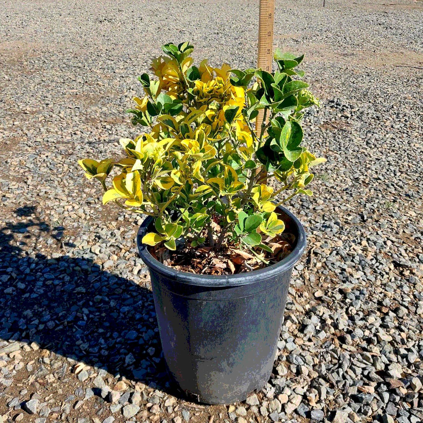 Gold Spot Euonymus - 5 Gallon - #26206