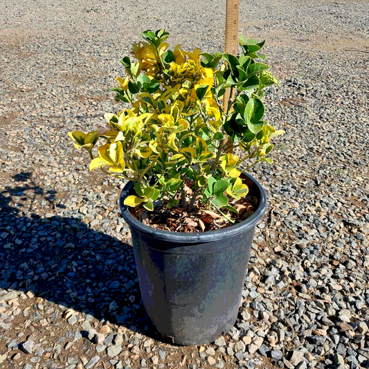 Golden Variegated Euonymus - 5 Gallon - #3461