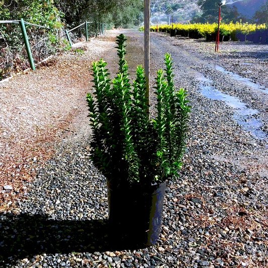 Euonymus 'Green Spire' - 5 Gallon - #26586