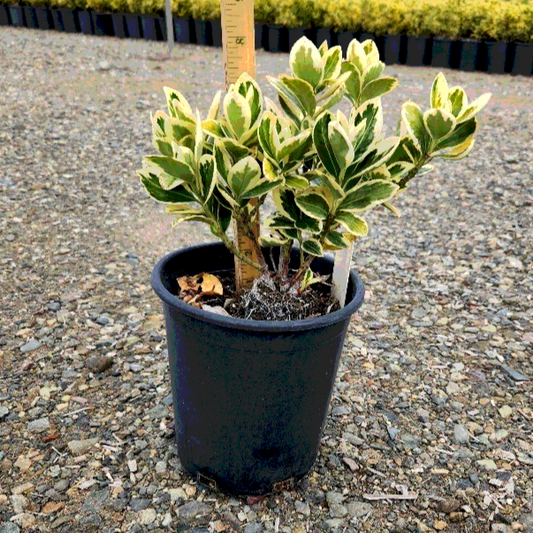 Silver King Euonymus - 1 Gallon - #391