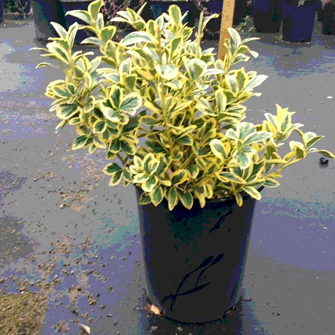 Silver King Euonymus - 5 Gallon - #14400