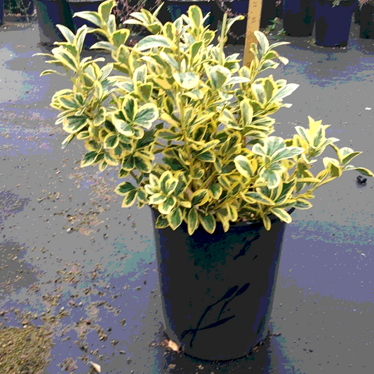 Silver King Euonymus - 5 Gallon - #14400