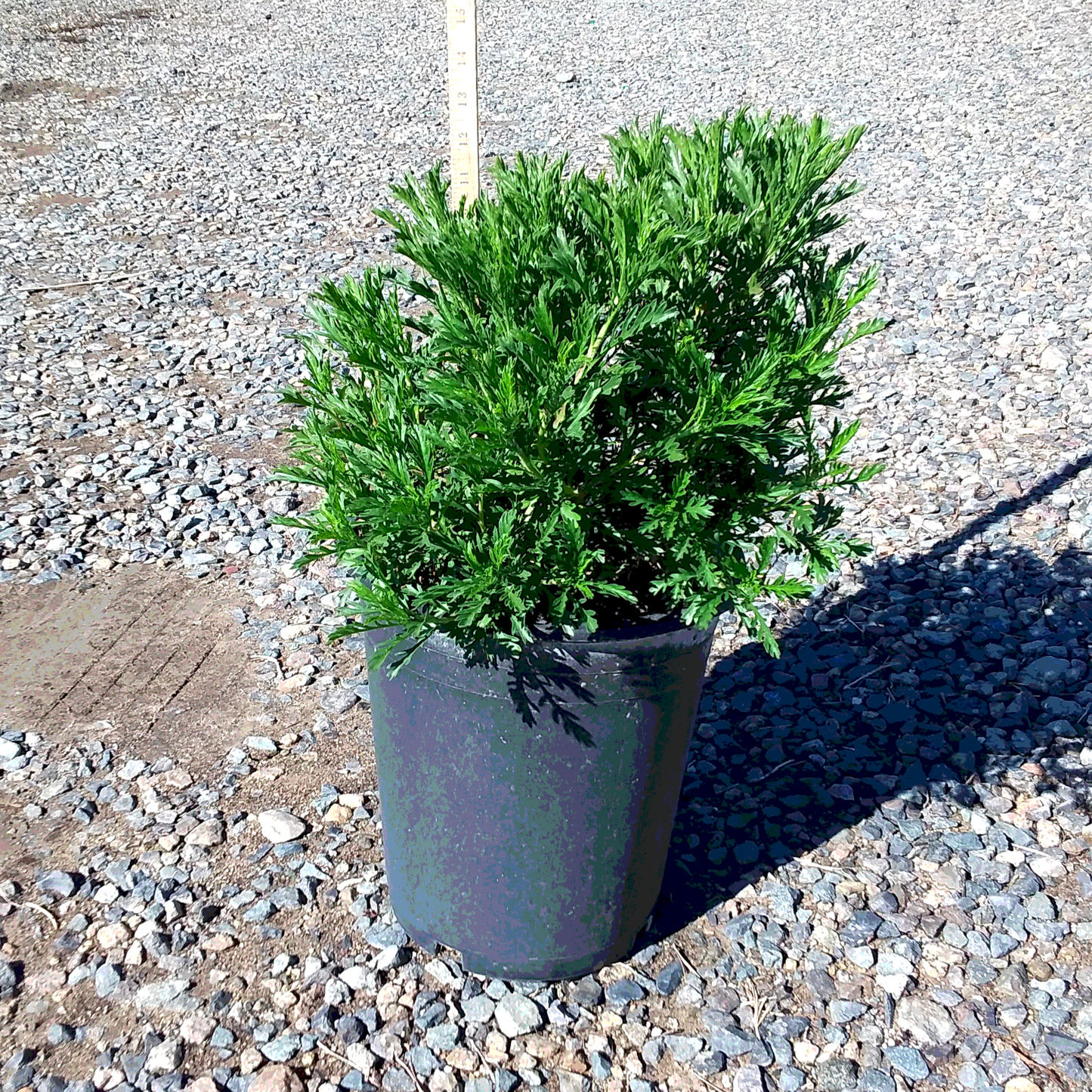 Daisy 'Double Sunshine Green' - 5 Gallon - #31933