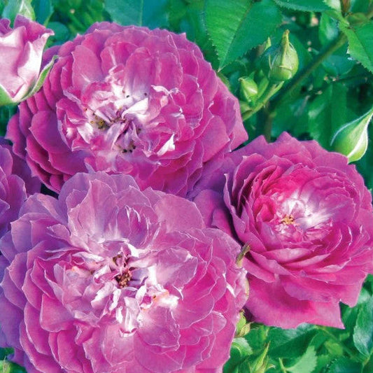 Rose Tree Easy Charmer - 18" - 5 Gallon - #32578