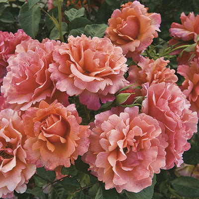 Rose Easy Does It Florbunda TNP - Floribunda - TNP - #