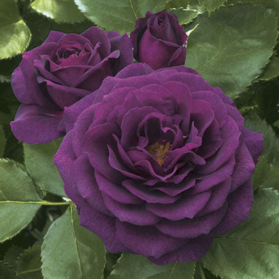 Rose Ebb Tide - Floribunda - TNP - #29766