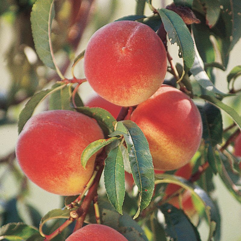 Peach 'Elberta' - Grow Bag - #29758