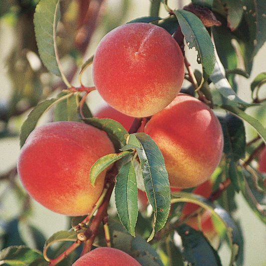 Peach 'Elberta' - Grow Bag - #29758