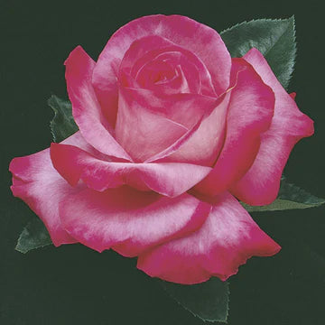 Rose Elizabeth Taylor - Hybrid Tea - TNP