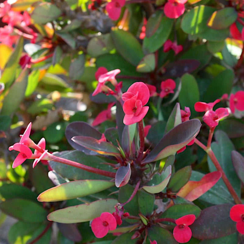 Cherokee Crown of Thorns - 1 Gallon - #32759