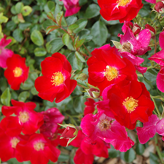 Rose 'Flower Carpet Red' - 8 Inch - #25102