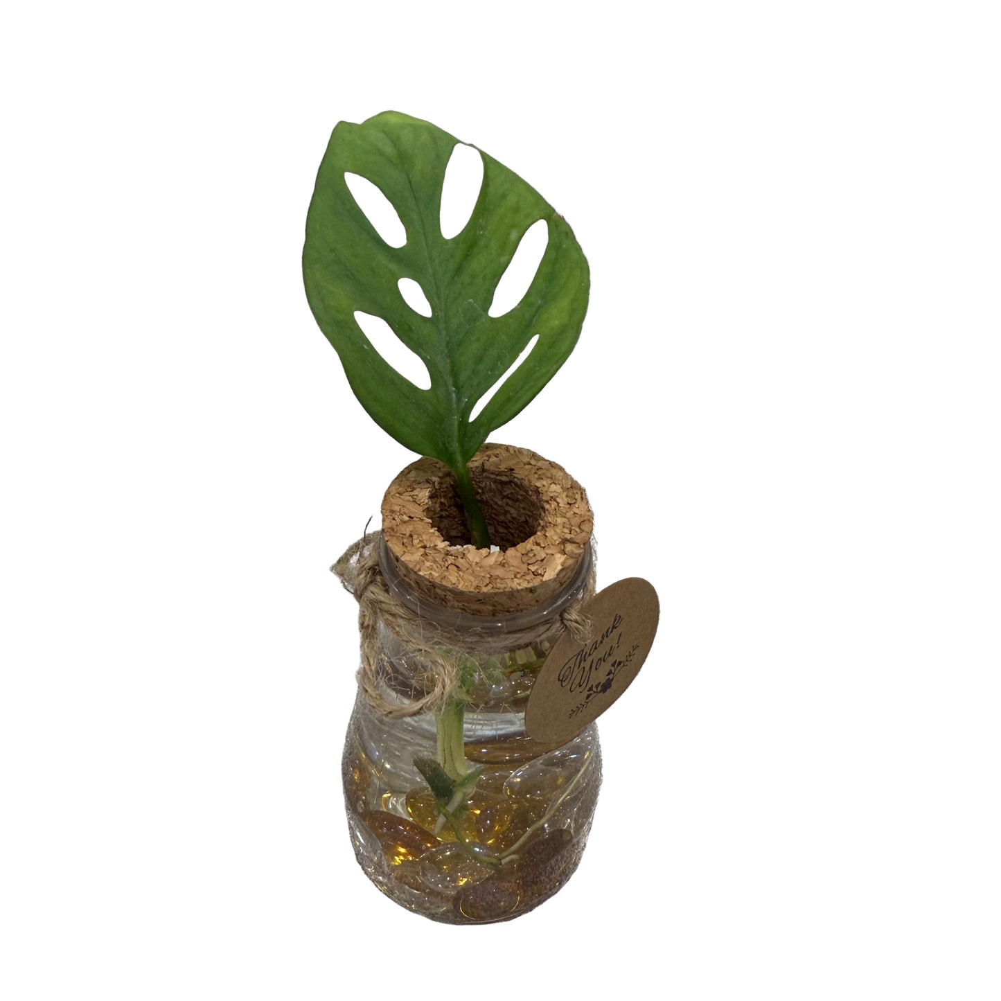 Plant in a Plastic Jar - 3.5" Tall - Small - #32439