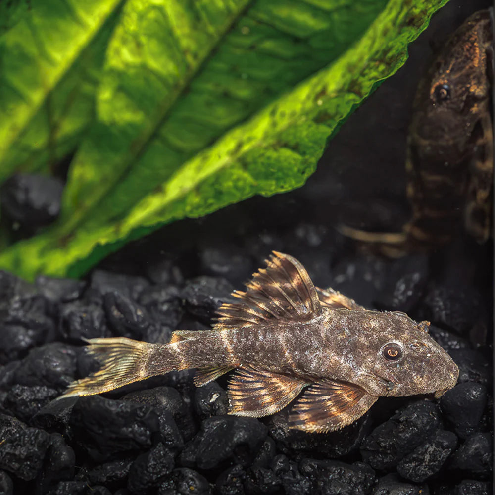 Assorted Plecostomus
