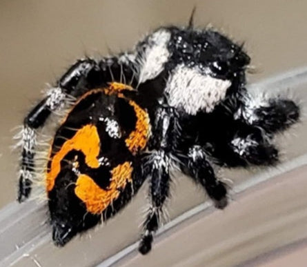 Bold Jumping Spider