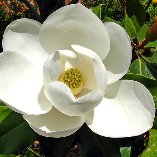 Magnolia 'Little Gem' - 21" Grow Bag - #28397