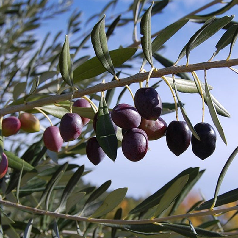 Unknown Fruiting Olive - Grow Bag - #32544