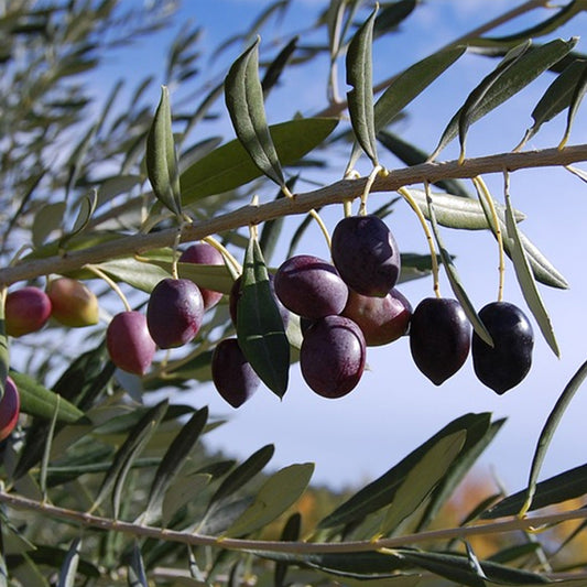 Unknown Fruiting Olive - Grow Bag - #32544