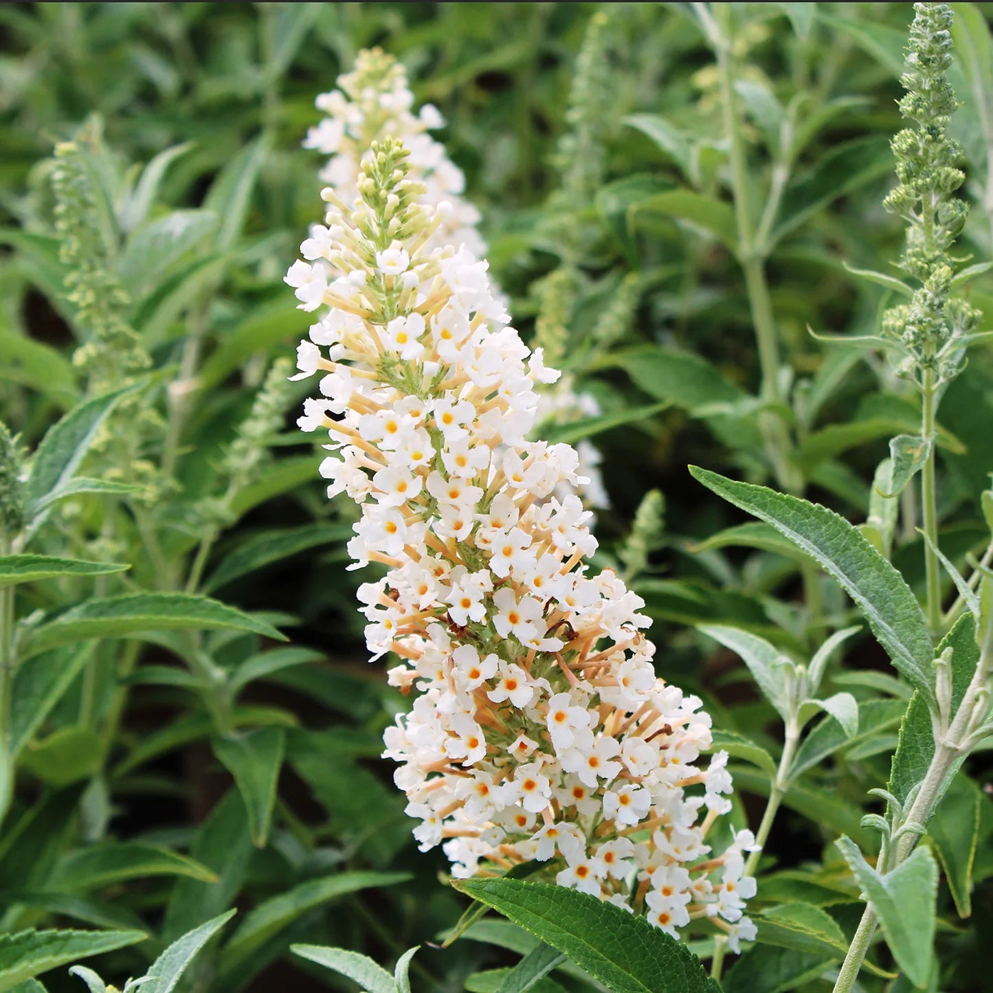 Butterfly Bush 'Ivory Buzz' - #32071