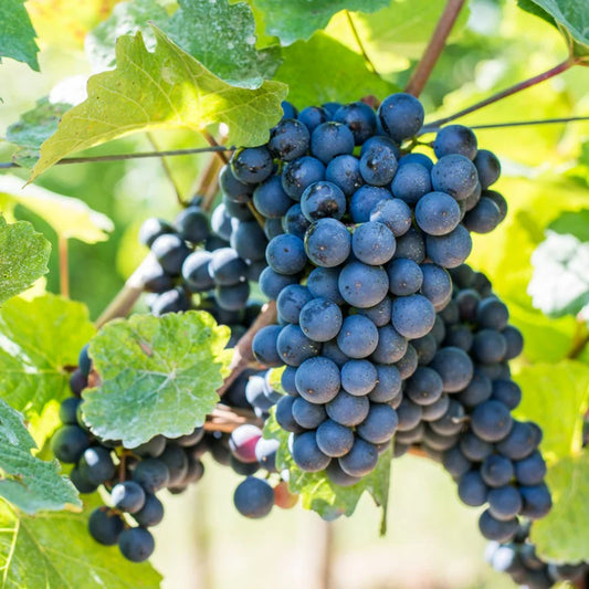Autumn Royal Grape - 5 Gallon - #29746
