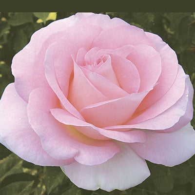 Rose Falling In Love - Hybrid Tea - TNP