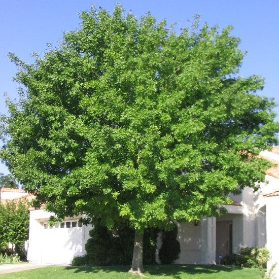 Fan West Ash - Grow Bag - #31714