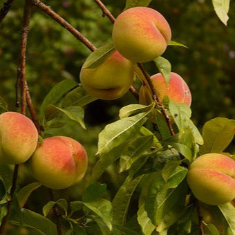 Peach 'Fay Elberta' - Grow Bag - #29759