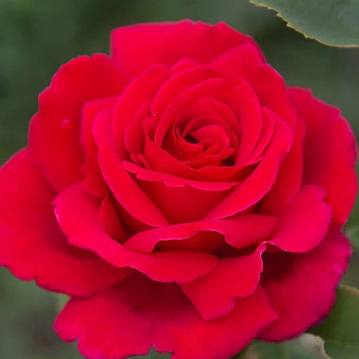 Rose Tree Firefighter - 36" - 7 Gallon - #32592