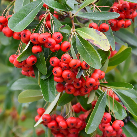 Pyracantha 'Firethorn Graber's' - Staked - 5 Gallon - #606