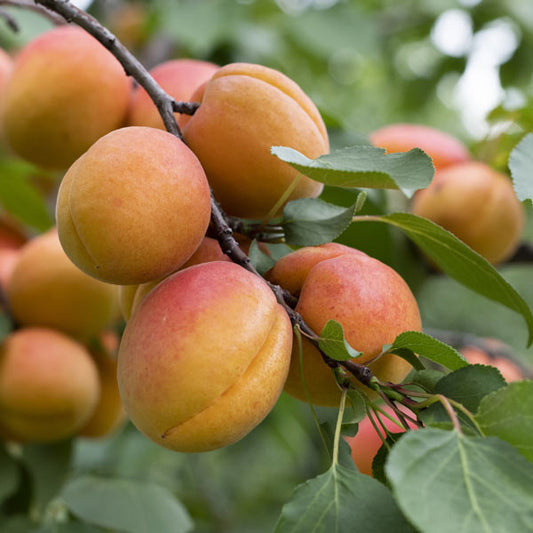 Apricot 'Flavor Giant' - Grow Bag - #29712