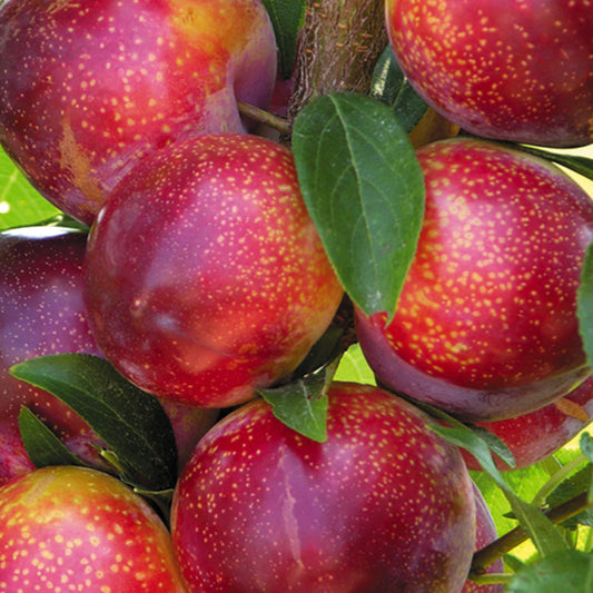 Flavor King Pluot - Grow Bag - #29664