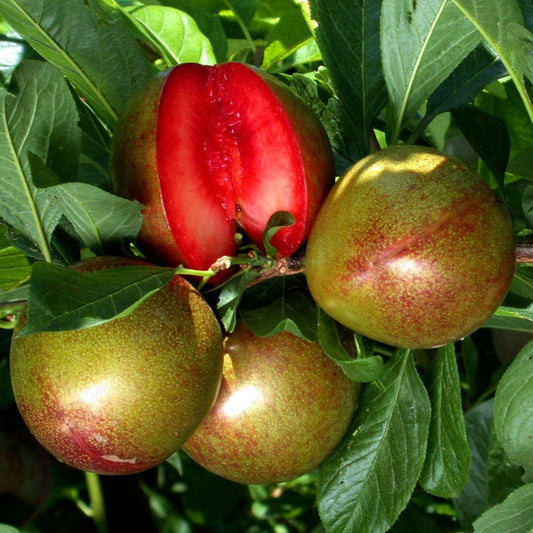 Flavor Supreme Pluot - Grow Bag - #29665