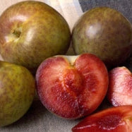 Flavor Supreme Pluot - 5 Gallon - #5996