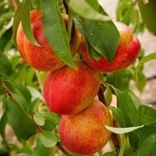 Nectarine Flavortop 2022 Grow Bag - #28632