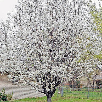 Aristocrat Flowering Pear - Grow Bag - #31705