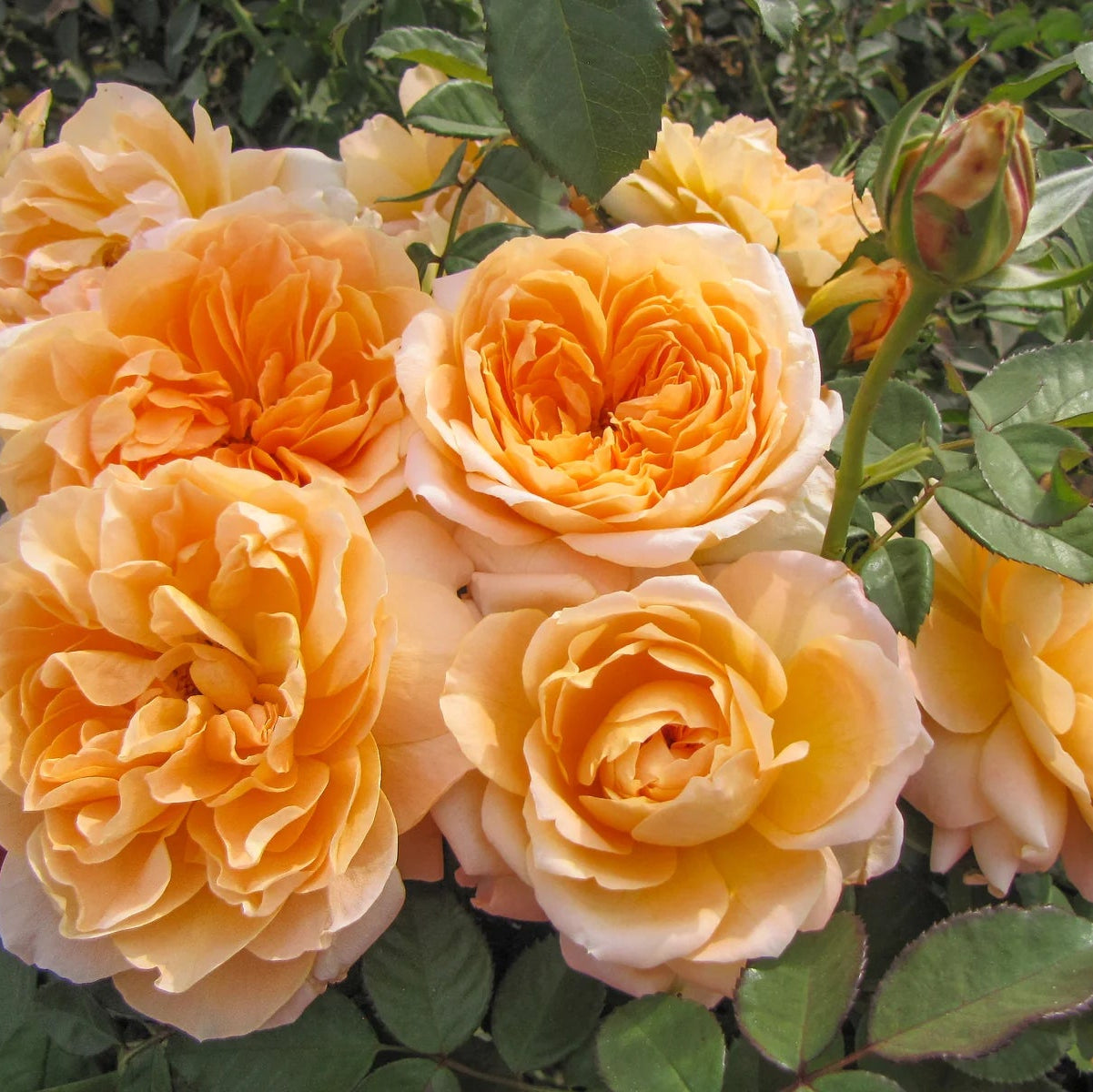 Rose Forever Amber - Floribunda - TNP - #27813