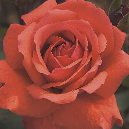 Rose Fragrant Cloud - Hybrid Tea - TNP - #29767