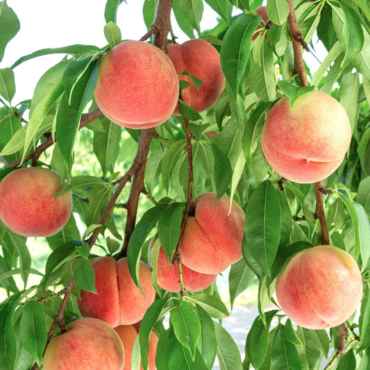 Frost Peach - Grow Bag - #