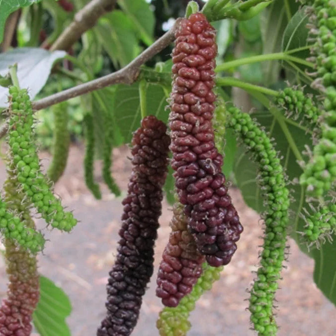 Pakistan Fruiting Mulberry - Grow Bag - #31711