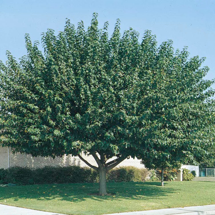 Mulberry Fruitless 15 Gallon - #29655