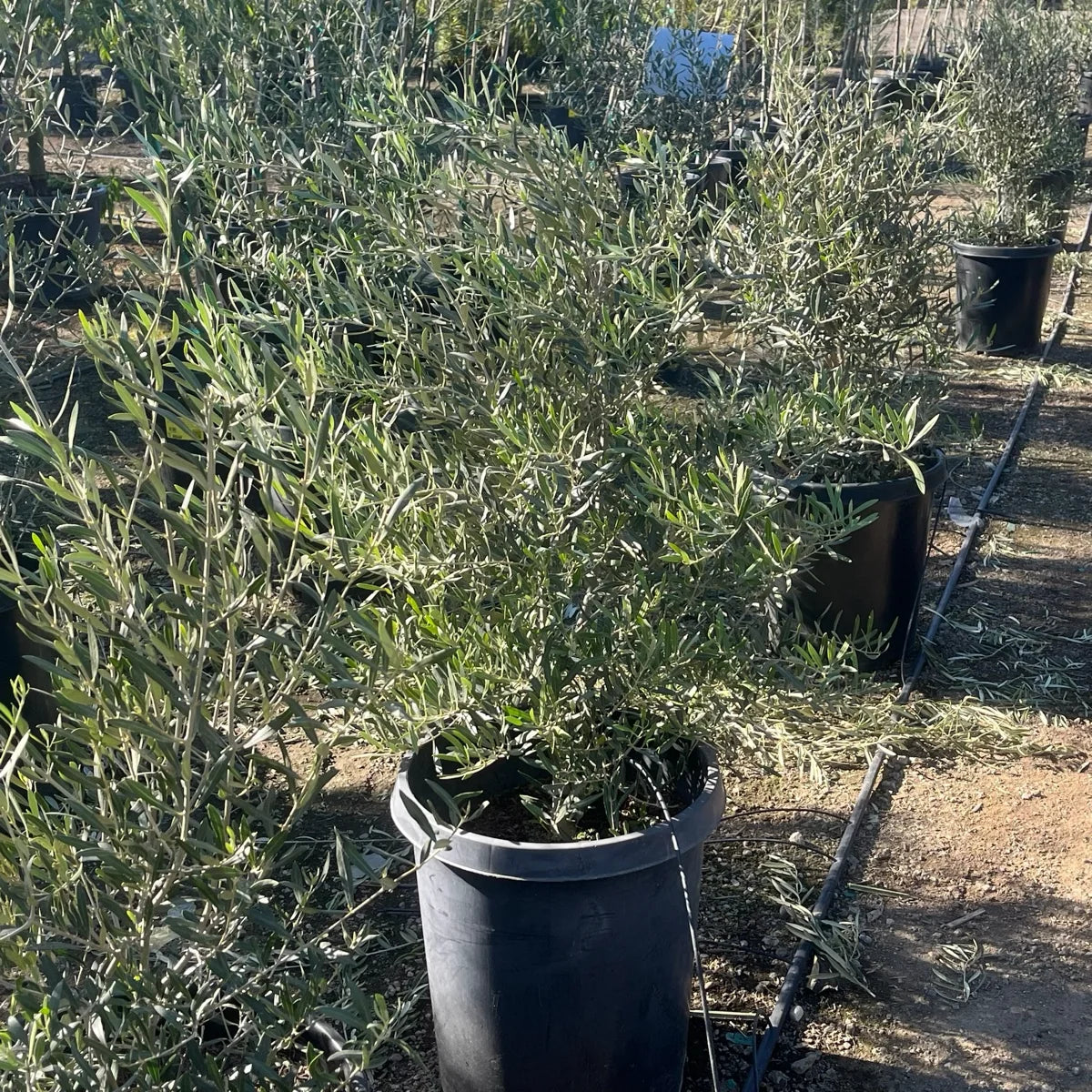Fruitless Olive Multi-Trunk - 15 Gallon - #33328