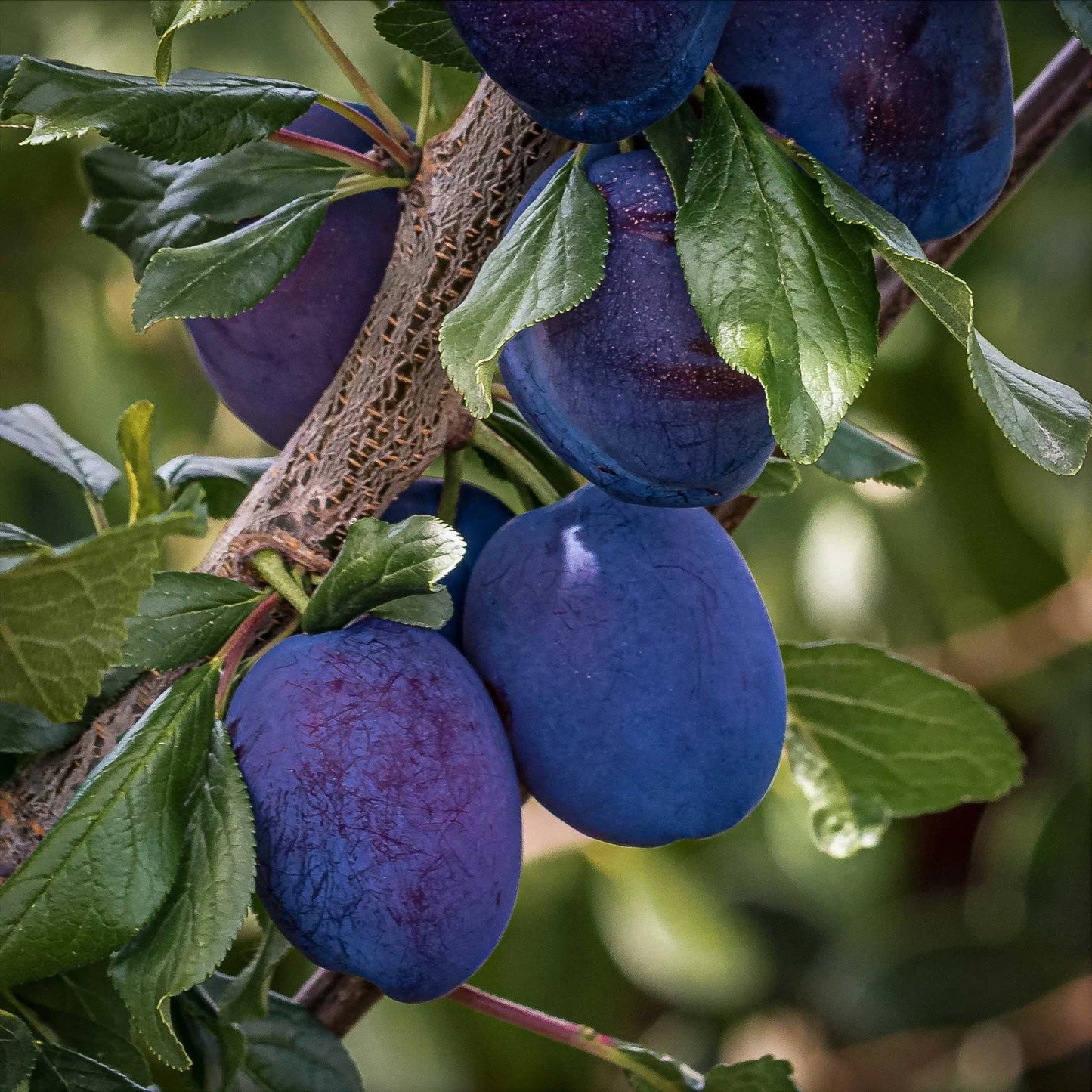 French Prune - Semi-Dwarf - 5 Gallon - #27770