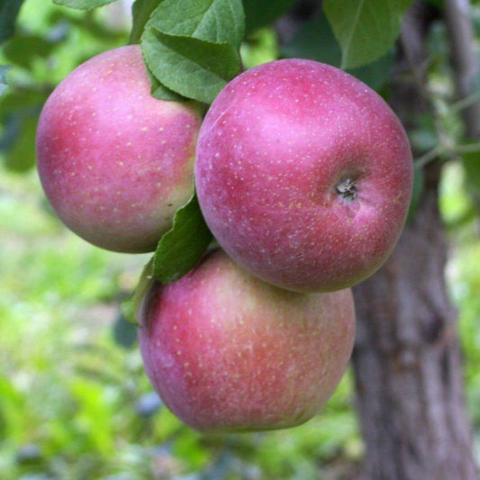 Apple 'Fuji' - Grow Bag - #29676