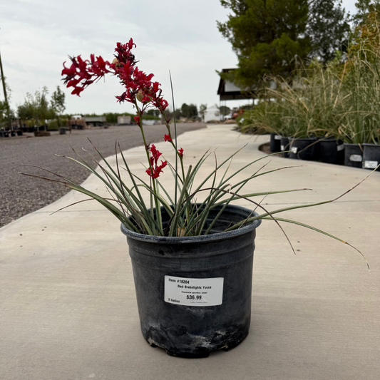 Yucca 'Red Brakelights' - 3 Gallon - #18204