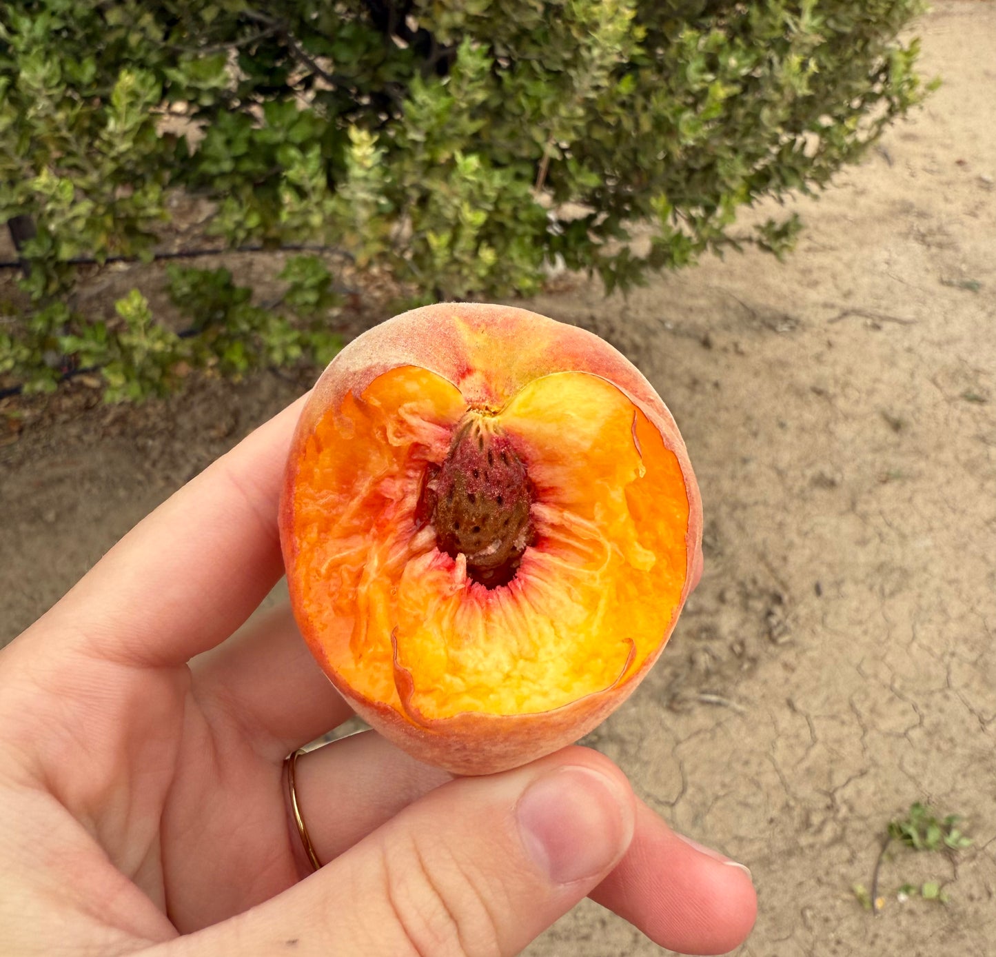 Peach 'Fay Elberta' - Grow Bag - #29759