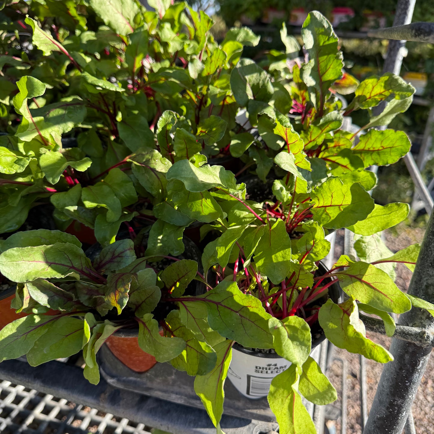 Homegrown Beets - Joshua Curtis - #32482