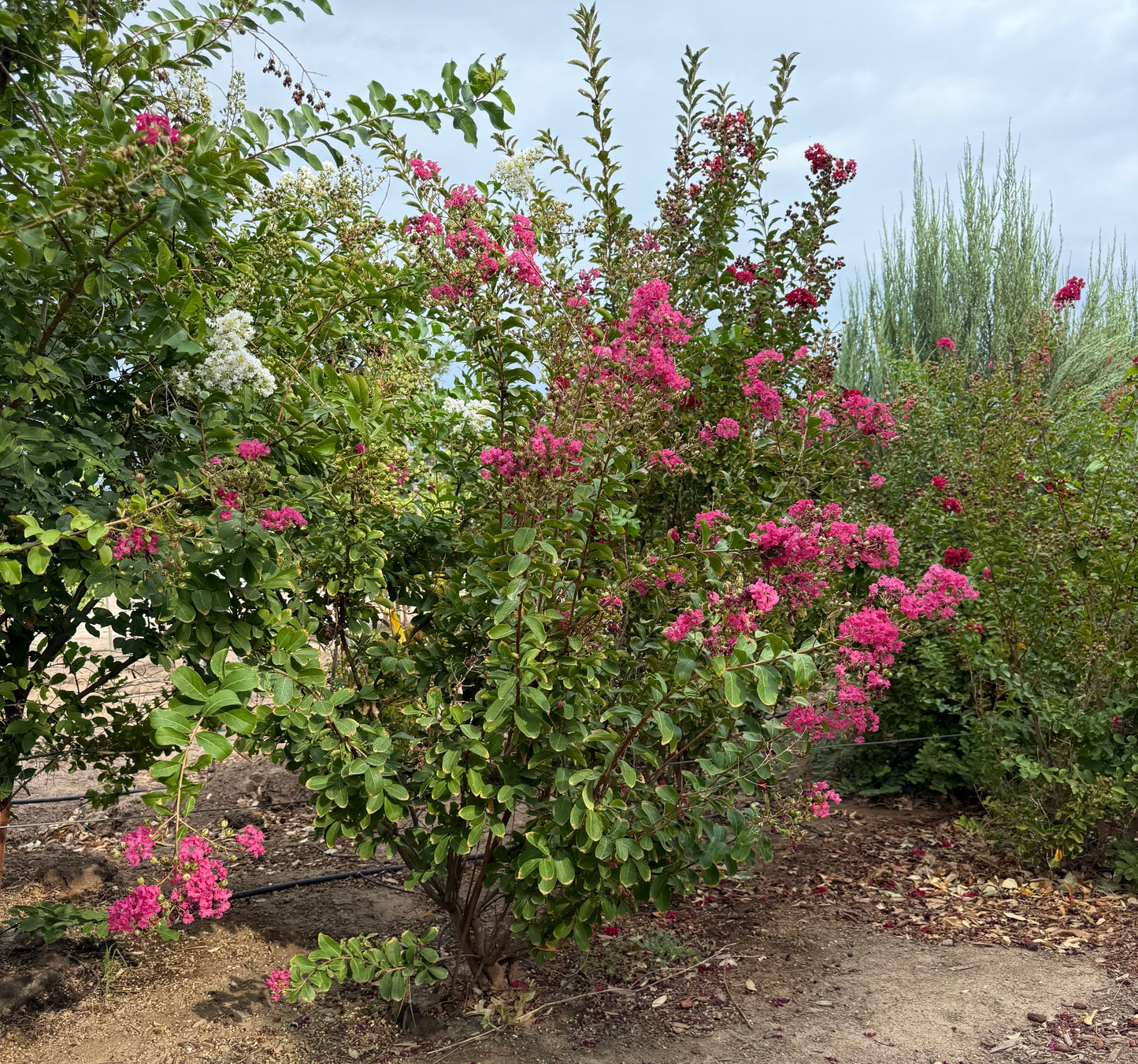 Crape Myrtle Assorted Colors - 18" Bag - 2019 - #27172