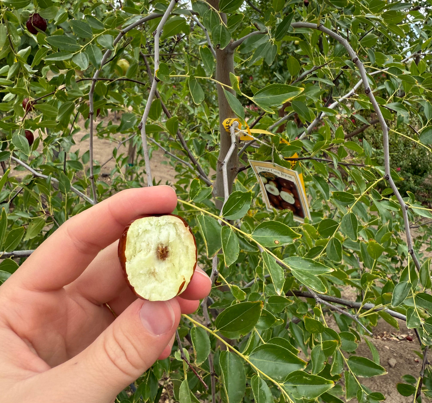 Sugar Cane Jujube - Grow Bag - #31710